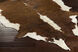 Shelby 60 X 60 inch Brown Rug, Square